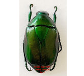 Macraspis peruviana (Peru)