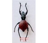 Macrocyrtus sp.1 (Philippines)