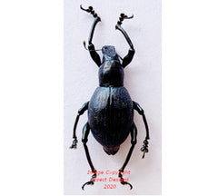 Macrocyrtus sp.3 (Philippines)