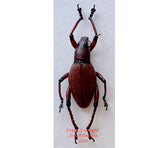 Macrocyrtus sp.4 (Philippines)