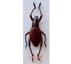 Macrocyrtus sp.4 (Philippines)