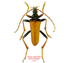 Mastododera nodicolis (Madagascar)