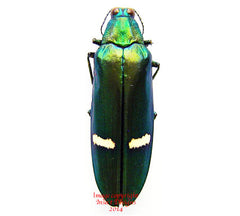 Megaloxantha daleni kyokoae (Malaysia)