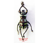 Metapocyrtus perpulcheroides (Philippines)