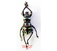 Metapocyrtus perpulcheroides (Philippines)