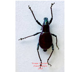 Metapocyrtus sp.11 (Philippines)