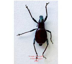 Metapocyrtus sp.11 (Philippines)