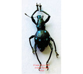 Metapocyrtus sp.14 (Philippines)