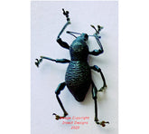 Metapocyrtus sp.7 (Philippines)