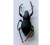 Metapocyrtus sp.8 (Philippines)