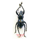 Metapocyrtus sp. - blue spots (Philippines)