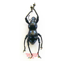 Metapocyrtus sp. - blue spots (Philippines)