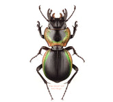 Mouhotia planipennis (Thailand)