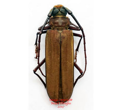 Orthomegas cinnamomeus (Peru)