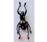 Pachyrrhynchus smaragdinus (Philippines)