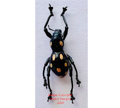 Pachyrrhynchus smaragdinus (Philippines)