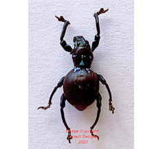 Pachyrrhynchus sp.1 (Philippines)