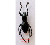 Pachyrrhynchus sp.2 (Philippines)