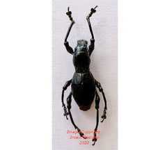 Pachyrrhynchus sp.2 (Philippines)