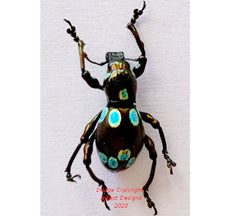 Pachyrrhynchus sp.3 (Philippines)