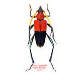 Pachyteria equestris (Malaysia)