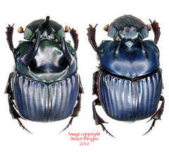 Phanaeus haroldi (Ecuador)