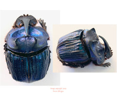 Phanaeus lancifer (Peru)