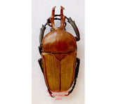 Platynocephalus arnaudi (Thailand)