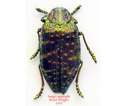 Polybothris sumptuosa sumptuosa (Madagascar) A2