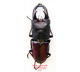 Prosopocoilus umhangi (Tanzania)