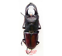 Prosopocoilus umhangi (Tanzania)