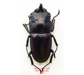 Prosopocoilus natalensis (Tanzania)