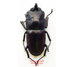 Prosopocoilus natalensis (Tanzania)