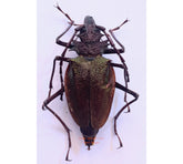 Psalidognathus friendi (Peru) - female