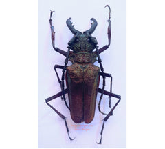 Psalidognathus friendi (Peru)