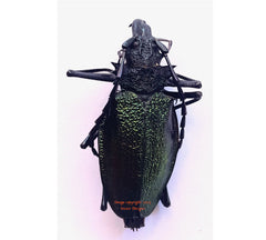 Psalidognathus superbus (Peru) - female