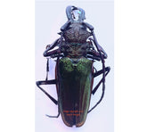 Psalidognathus superbus (Peru)