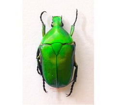 Pseudotorynorrhina fortunei (Laos) A2