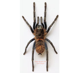 Brachypelma vagans (Peru)