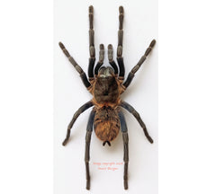 Brachypelma vagans (Peru)