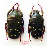 Stephanorrhina adelpha (Tanzania) - males only