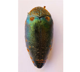 Sternocera castanea burcadii (Tanzania) A2