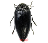 Sternocera orissa luctifera (Tanzania) A2