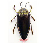 Sternocera sp.2 (Cameroon) A2