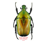 Torynorrhina distincta (Thailand)