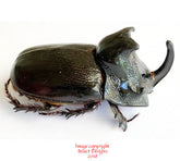 Trichogomphus martabani (Thailand)