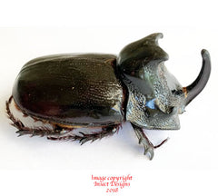 Trichogomphus martabani (Thailand) A-