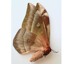 Bunea aslauga (Madagascar) - female A2 (mould affected)