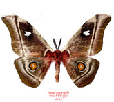 Bunea aslauga (Madagascar) - male A2