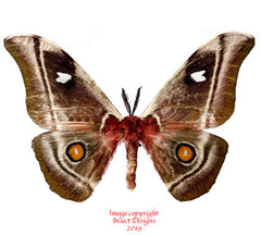 Bunea aslauga (Madagascar) - male A2